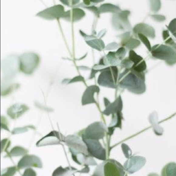 Meet your Posher, Payton - Picture 1 of 1